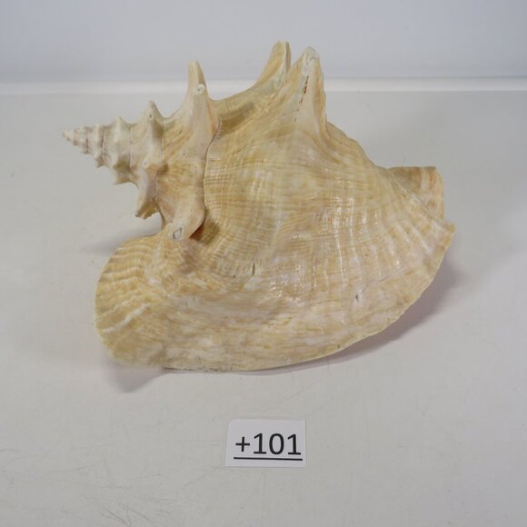 Large Real Conch Sea Shell 8.5" x 7" wide 6" tall has some chips - Picture 4 of 8